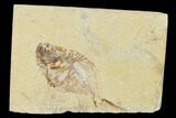 Fossil Fish (Diplomystus Birdi) with Partial Shrimp - Lebanon #162753-1